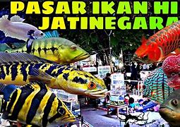 Pasar Ikan Hias Jatinegara Terbaru